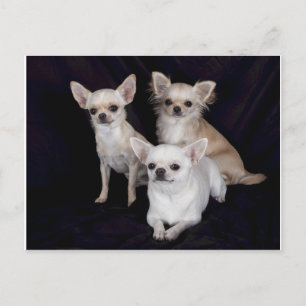 3 chihuahuas.png postkarte