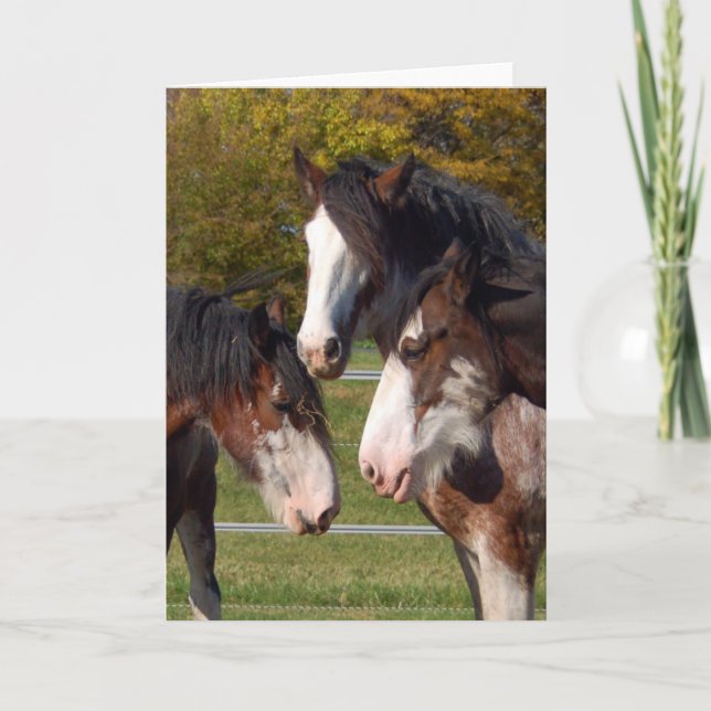 3 Clydesdale Köpfe Karte (Vorderseite)