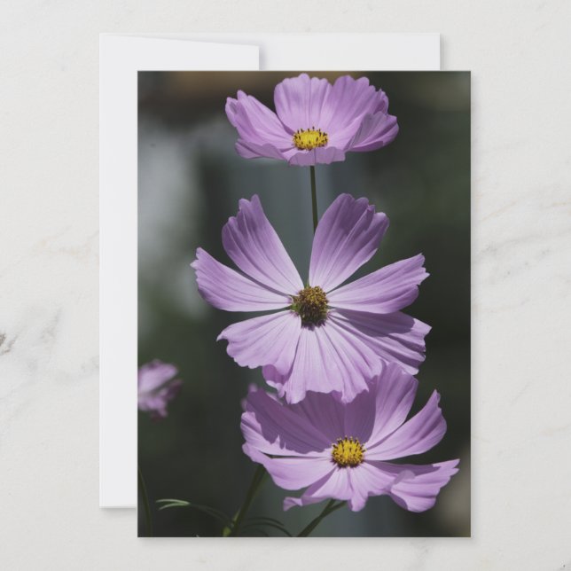 3 Cosmos - Carte de voeux plate (Devant)