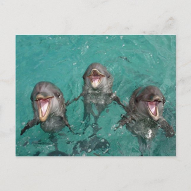 3 Delphine, die im Ozean lächeln Postkarte (Vorderseite)