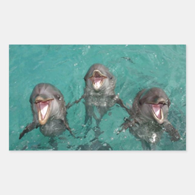 3 Delphine Rechteckiger Aufkleber (Vorderseite)