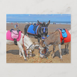 3 Donkeys Postkarte