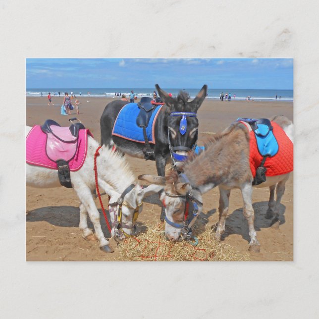 3 Donkeys Postkarte (Vorderseite)