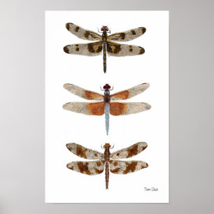 3 Dragonfly Art Poster