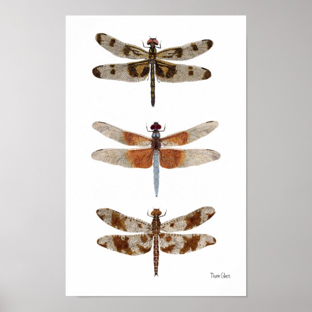 3 Dragonfly Art Poster (Vorne)