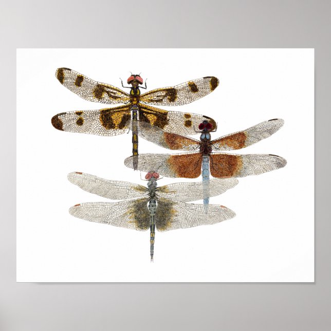 3 Dragonfly Art Poster (Vorne)
