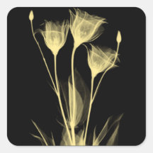 3 étiquettes de vin Fleurs aux rayons X
