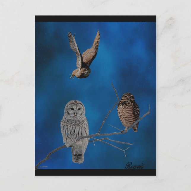 3 Eulen - 2 Postkarte (Vorderseite)