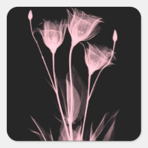 3 Fleurs de Radiographie Étiquette de Vin