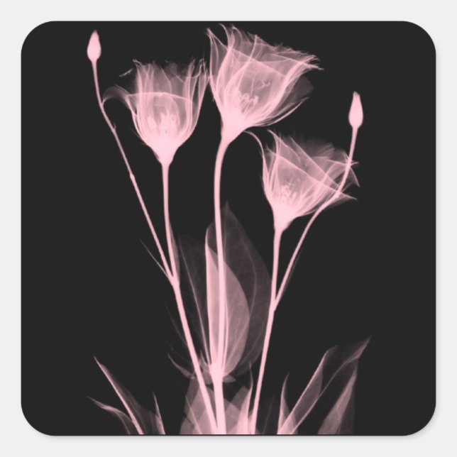 3 Fleurs de Radiographie Étiquette de Vin (Devant)