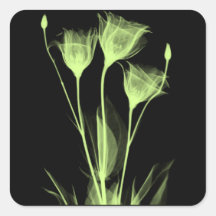 3 Fleurs de Radiographie Étiquette de Vin