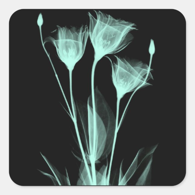 3 Fleurs X-Ray Étiquette de vin (Devant)