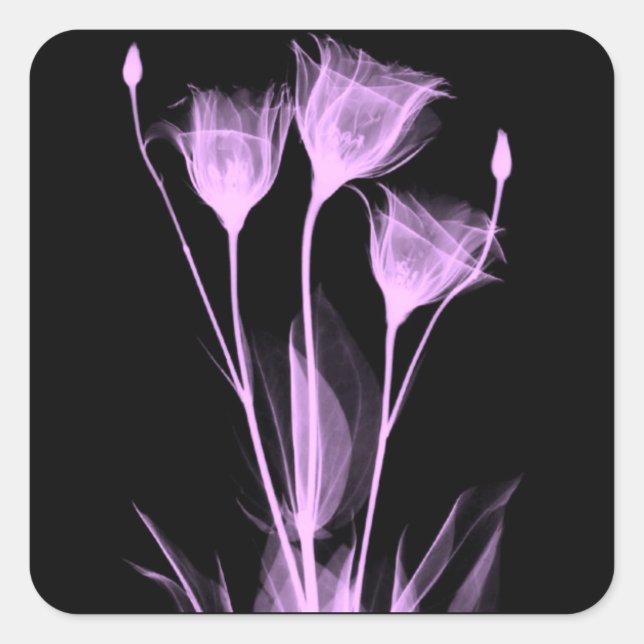 3 Fleurs X-Ray Étiquette de vin (Devant)