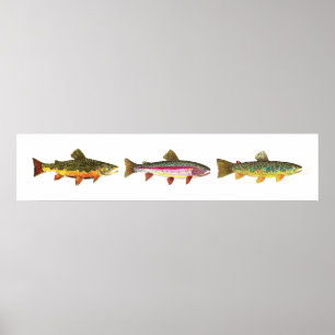 3 Forellen - Bach, Braun, Regenbogen, Hoirzontal Poster