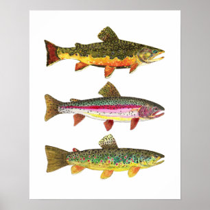 3 Forellen für die Fischerei Fischer und Fischer Poster