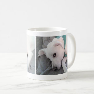 3 Fotos eines Niedlichen Weißen Hundes mit grünem Kaffeetasse