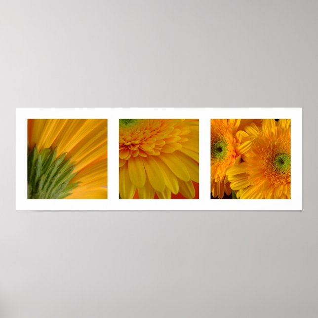 3 Gerberas Poster (Vorne)