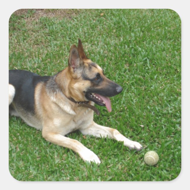3 german-shepherd-lay.png quadratischer aufkleber (Vorderseite)