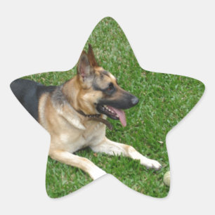 3 german-shepherd-lay.png  Stern-Aufkleber