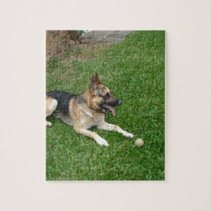 3 german-shepherd-laying.png