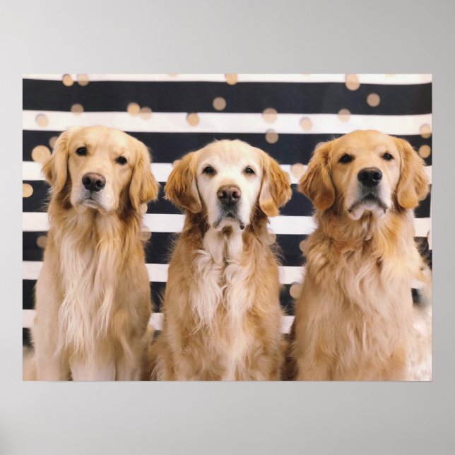 3 Golden Retrievers Poster (Vorne)