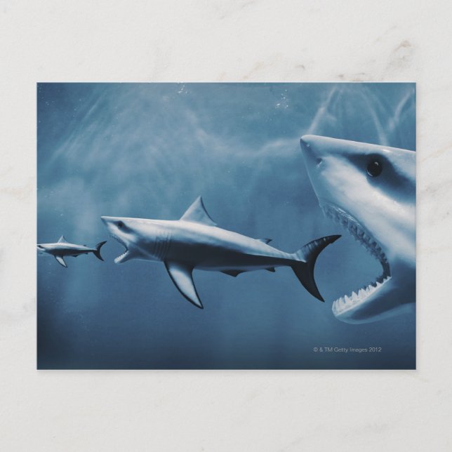 3 Große Weißhaie (Carcharodon carcharias) Postkarte (Vorderseite)