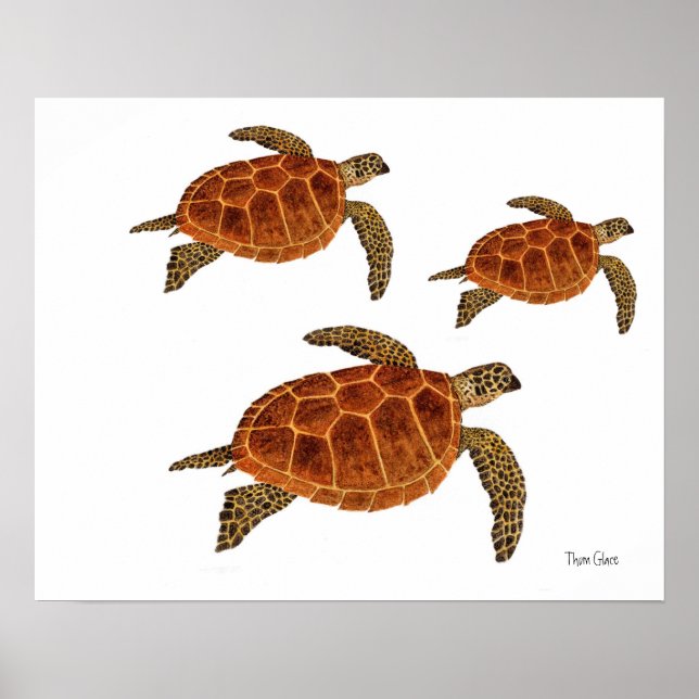 3 Hawksbill Turtles Poster (Vorne)