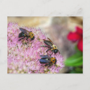 3 Hummeln Postkarte