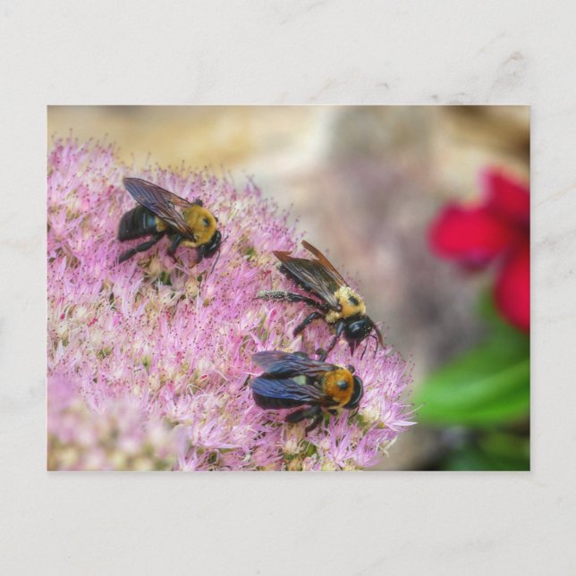 3 Hummeln Postkarte (Vorderseite)
