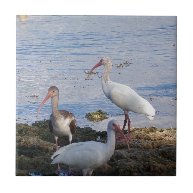 3 IBIS auf dem Ufer von Florida-Bucht Fliese (Vorderseite)