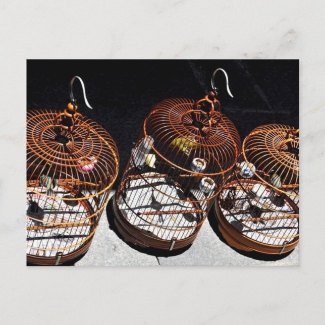 3 Kleine Vögel in China Postkarte (Vorderseite)