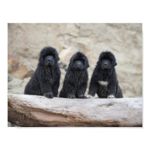 3 kleines Poster
