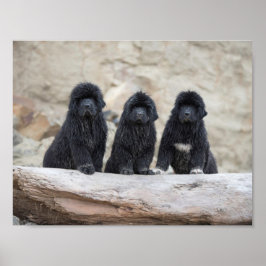 3 kleines Poster