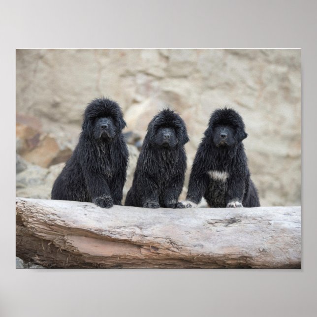 3 kleines Poster (Vorne)