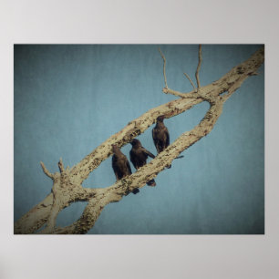 3 Krähen Poster