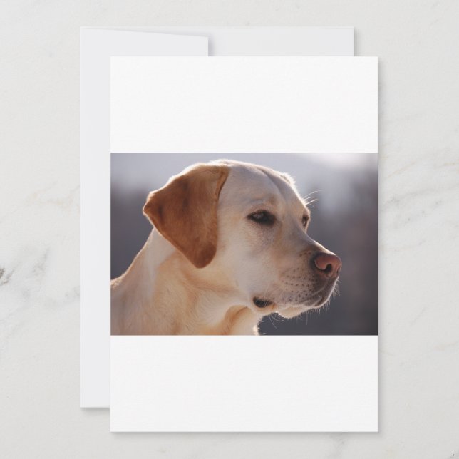 3 Labrador_Retriever (Vorderseite)