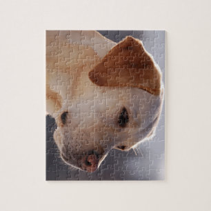 3 Labrador_Retriever.png