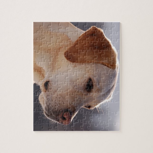 3 Labrador_Retriever.png (Vertikal)