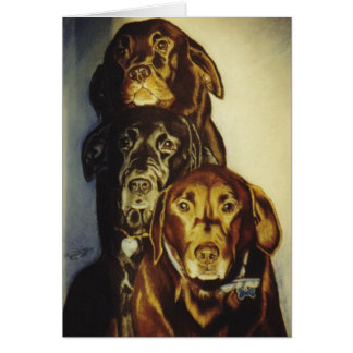 "3 Labradors "