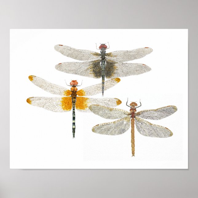 3 Libellen Poster (Vorne)