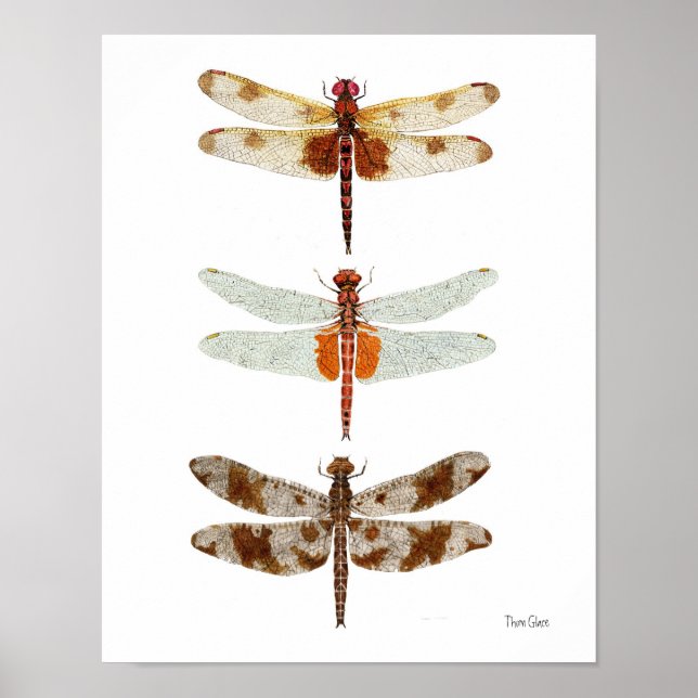 3 Libellenart Poster (Vorne)