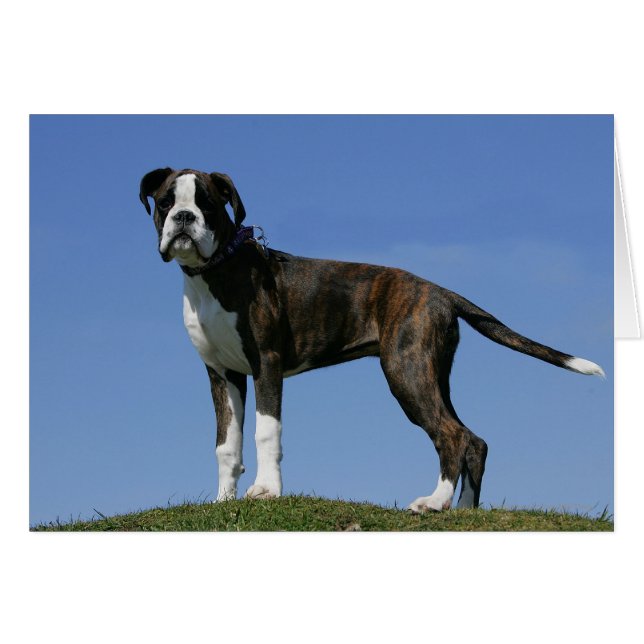 3 Monate alter Boxer Welpe (Vorderseite (Horizontal))