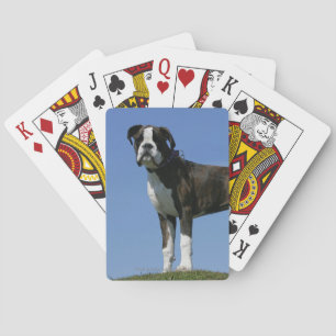 3 Monate alter Boxer Welpe Spielkarten