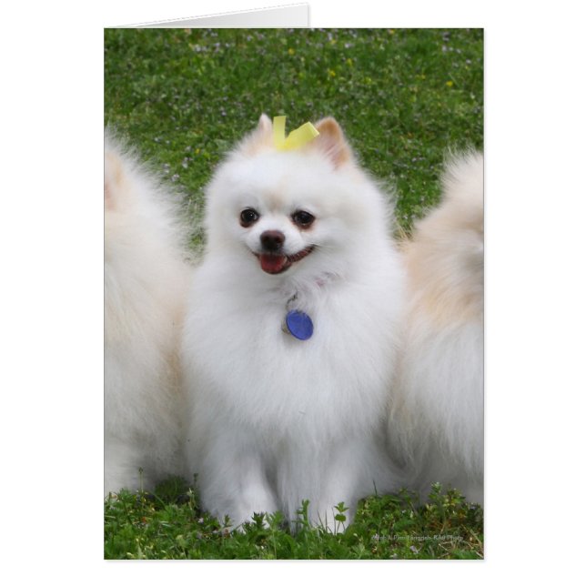 3 Poméraniens assis (Devant)