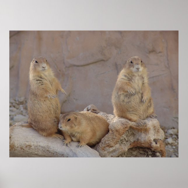 3 Rascals Poster (Vorne)