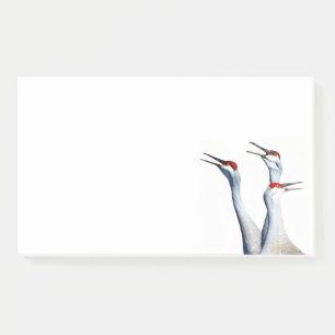 3 Sandhill Cranes Foto 10x6 Hinweise Post-it Klebezettel
