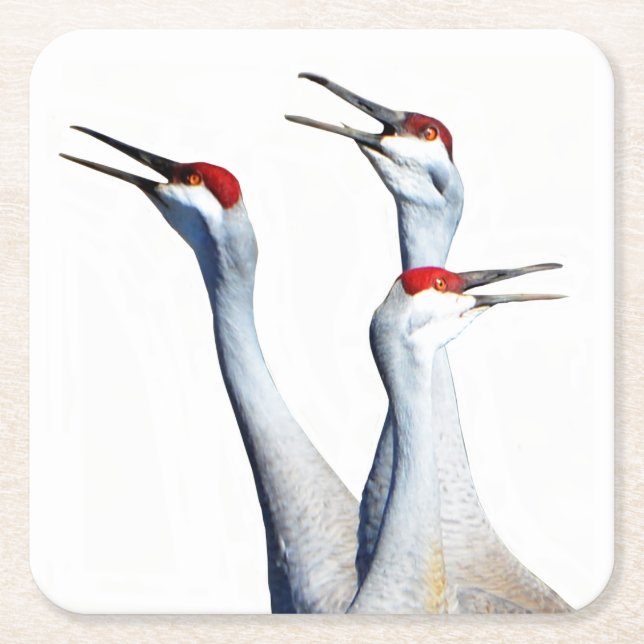 3 Sandhill Cranes Foto Paper Untersetzer (Vorderseite)