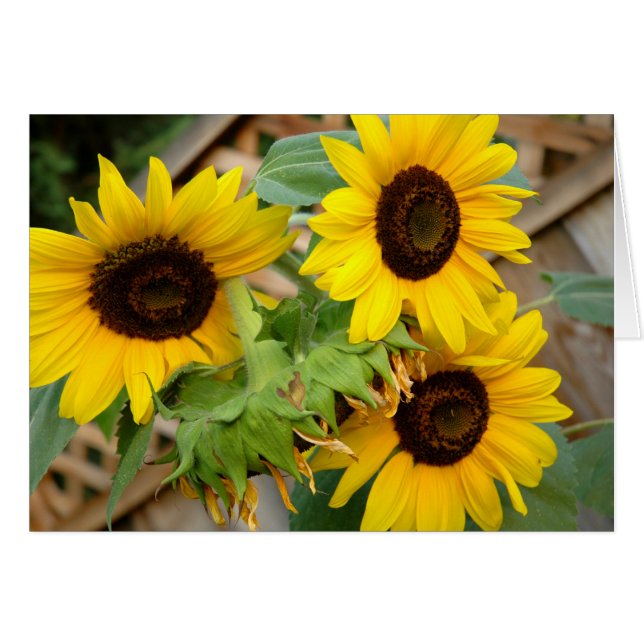3 Sonnenblumen (Vorderseite (Horizontal))