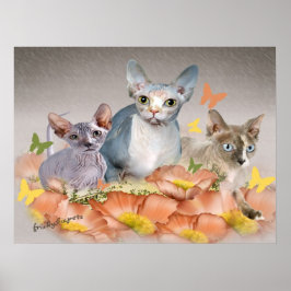 3 Sphynx-Kätzchen Poster