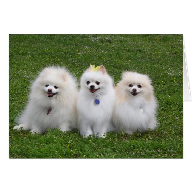 3 Spitz Sitzen (Vorderseite (Horizontal))